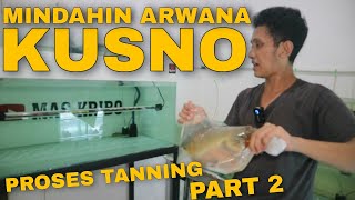 PROSES MINDAHIN ARWANA KUSNO AQUARIUM KECIL TO AKUARIUM BESAR part 2