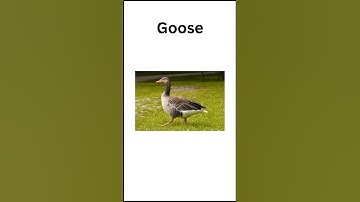 16 Singular and Plural/ Nouns