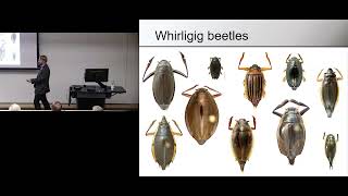Hubbell Seminar- Fossil to genome: Phylogenetic approaches uncover the history of predaceous beetles