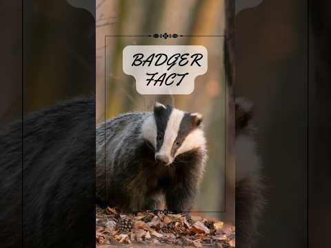 3 Badger Facts