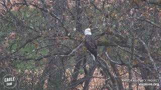 Decorah North Nest | Intruder attacks Dad on tree + slo mo ~ 10-21-2020