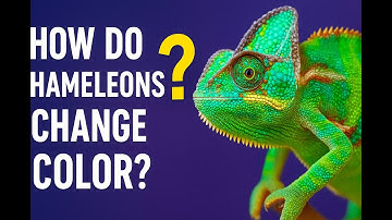 How Do Chameleons Change Color? (It’s Not What You Think)