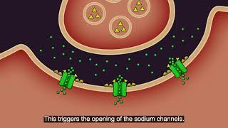 Resistance101  Insecticide classes & modes of action