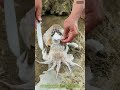 Tintenfisch-Kunst: Wie Fischer mit einem Messer den perfekten Schnitt meistern