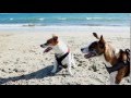 Jack Russell at a Dog Beach