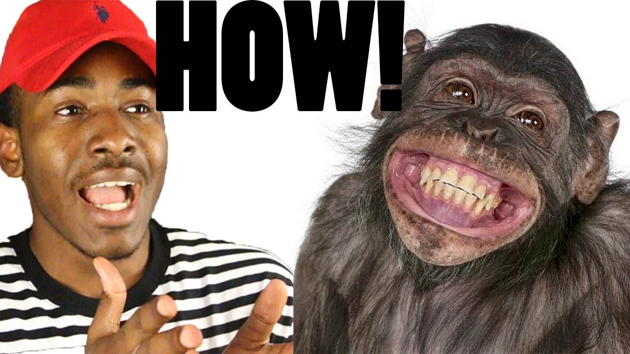 monkey-stole-70-million-naira-from-senators-farm-house-mini-rant