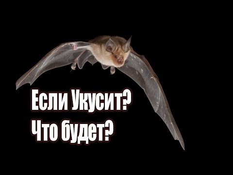 Видео: Вы бы почувствовали царапину летучей мыши?