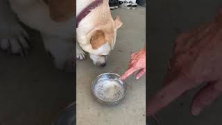 Dog tries sparkling water