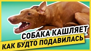 ПИТОМНИКОВЫЙ КАШЕЛЬ У СОБАКИ (как выглядит, причина и лечение) - моя собака «простудилась» и кашляет