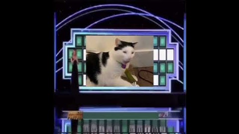 I’d like to solve the puzzle 🥸🦭 #melonnfinn #cat #meme #trend #funny #trending #solvethepuzzle