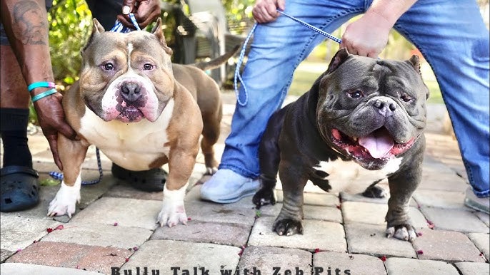 NorthEast Bully Reunion 3 – THE AMERICAN BULLY KENNEL CLUB