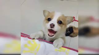 Baby Dogs   Cute and Funny Dog Videos Compilation #25   Aww Animals