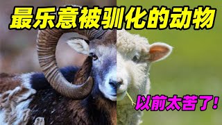 【驯化动物06】逼入绝境后才能感受到躺平的羊生简直太爽了!