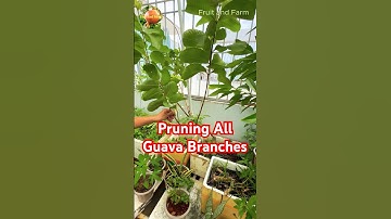 Pruning All Guava Branches for More New Shoots #pruning #guavatree