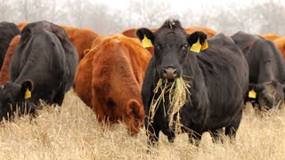 Stockpiled Native Grass Forage on the Winter Solstice