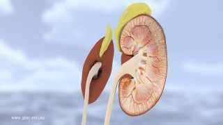 GTAC - Chemical Signalling: Antidiuretic hormone (ADH)