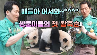 [쌍둥이 판다]대박!! 우유는 기본에  왕 죽순까지.. 퇴근 전 송바오님이 루이와 후이를 위해 우유에 처음보는 죽순까지... 먹성 좋은 우리 쌍둥바오들