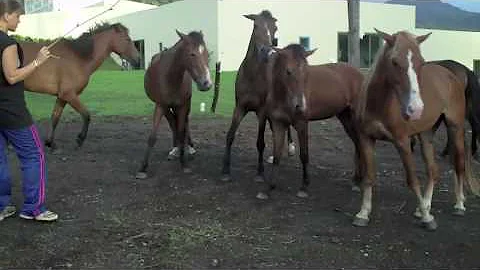 The Unbridled Spirit - The Carolyn Resnick Method with Stina Herberg