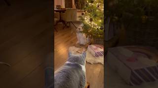 De Verleiding Is Gewoon Te Groot