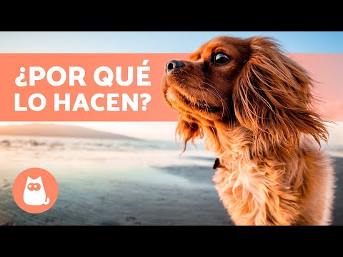 Video: 8 Cosas Que Nunca Supo Que Podía Hacer Un Perro De Servicio