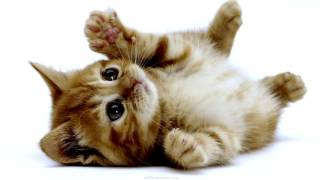 ASMR - Cat / ASMR RP / Звуки Природы - Кошка мурлычит / Relaxing Music ASMR - Cat / ASMR RP / Звуки Природы - Кошка мурлычит / Relaxing Music