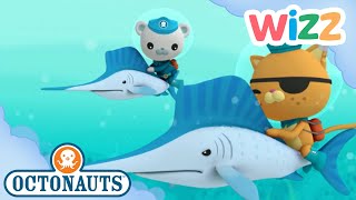 @Octonauts  Underwater Greyhound Racing | Full Episode | Cartoons for Kids | @Wizz