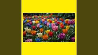 Download Lagu flowers in the morning Download Lagu flowers in the morning