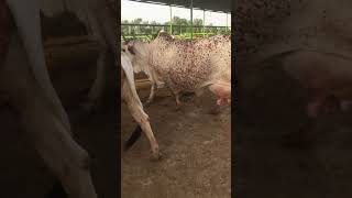 Cholistani Breed Available At Pitafi Livestock Farm Mir Pur Mathelo Ghotki 03464092365