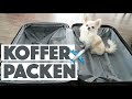 KOFFER PACKEN + HANDGEPÄCK & TASCHE FÜR CHIHUAHUA TINKERBELL | Was packe ich in meinen Koffer?