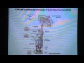 Neuroanatomía - Fibras corticoespinales, corticonucleares y circuito cortico pontico cerebeloso