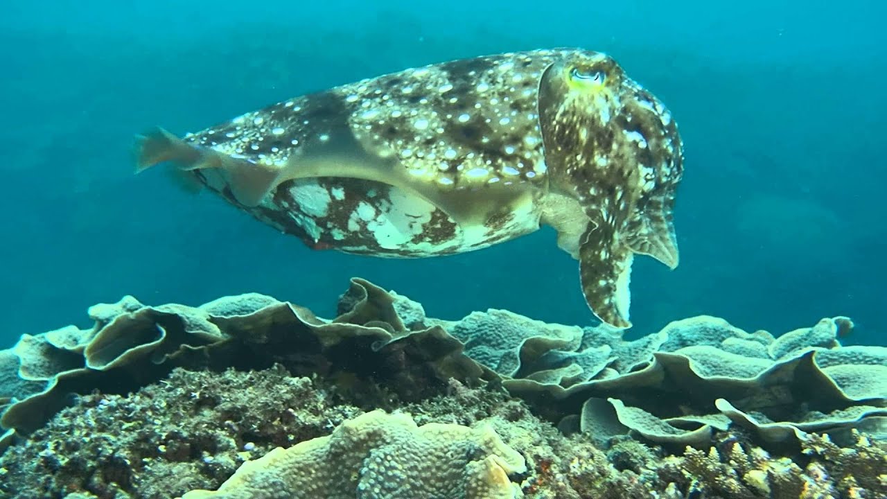 まるでエイリアン 巨大イカ コブシメの産卵行動 奄美大島ダイビング Youtube