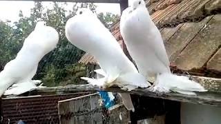 White Pomeranian Pouter Pigeons For Sale