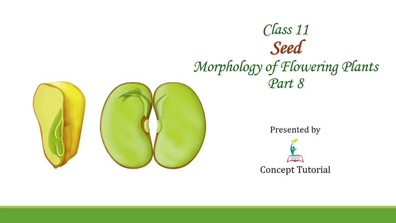 Types of Seed Dicot & Monocot Seed Morphology of Flowering Plants