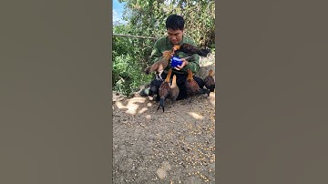 Hlau youtube pub qaib qus lom zem tiag tiag li nawb.cho gà rừng tơ ăn sâu vui vẻ quá