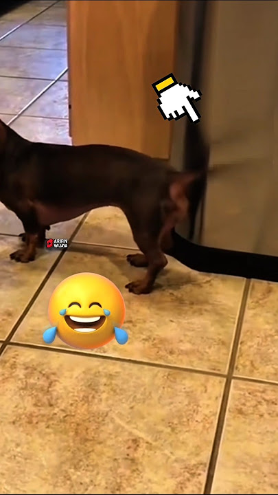 The Secret Language of a Dog’s Tail 🐕✨ #shorts