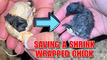 Saving a Chick Who was Shrink Wrapped in the Egg!🥺🥚🐣