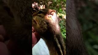My 1St Chipmunk Stinky, & Why I Built The Greatest Chipmunk Village The World Has Ever Seen #Stinky