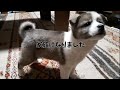 捨て犬を保護して子犬が家族になった日