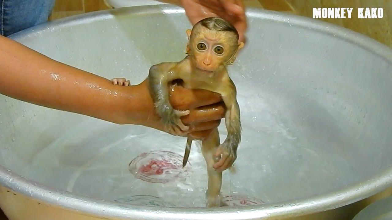 Cute Monkey, Tiny Baby Nina Take Bath And Change Diaper Routine