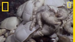 Ghostly Yeti Crab Swarms Discovered Near Antarctica | National Geographic