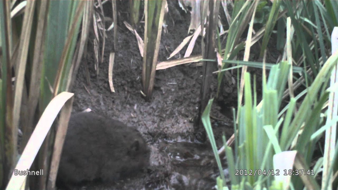 Water Voles in Aylesbury Vale