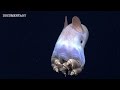 Mariana Trench | The Deepest & Most Unexplored Place On The Planet