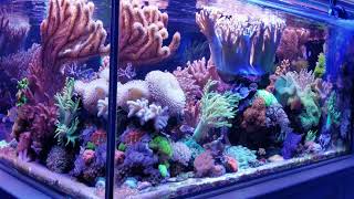 MikeC Soft Coral Reef Tank screenshot 5