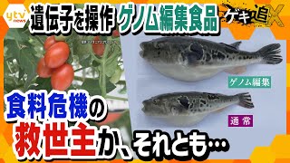 遺伝子操作で魚が肉厚に！食の未来を変える!?「ゲノム編集食品」最前線