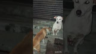Download Lagu Cute Dogs #dog #doglover #street dogs #trending MP3 Download Lagu Cute Dogs #dog #doglover #street dogs #trending MP3