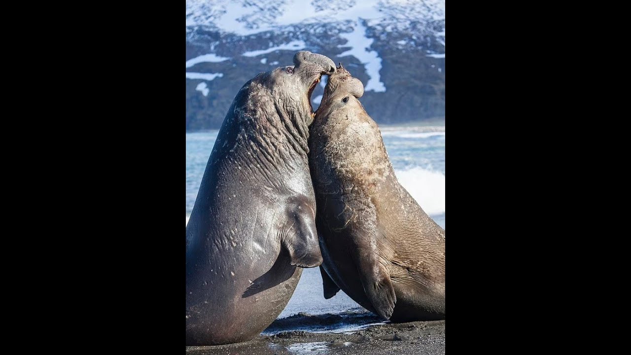 Duel of the Elephant Seals - What 1v1 PVP Looks Like In Naval Action after 15 May '23  'update.'