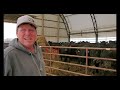 Weighing Steers at the Hoop Barn | Livin' On The Farm