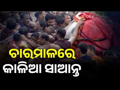 ଚାରମାଳରେ କାଳିଆ ସାଆନ୍ତ। Jagannath Rath Yatra। Rath Yatra 2026।