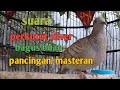 Suara perkutut silver bikin suasana jadi rame perkutut lain semua pada nyahut.