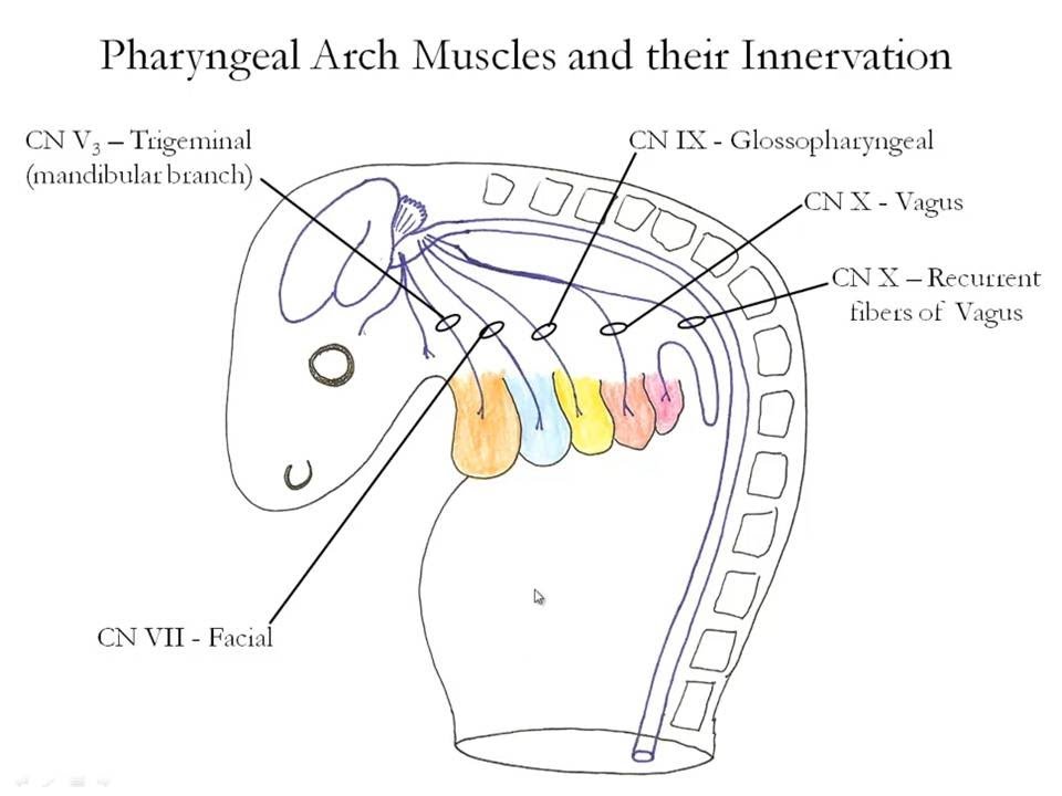 medical embryology development of the pharyngeal arches youtube pharyngeal arches
